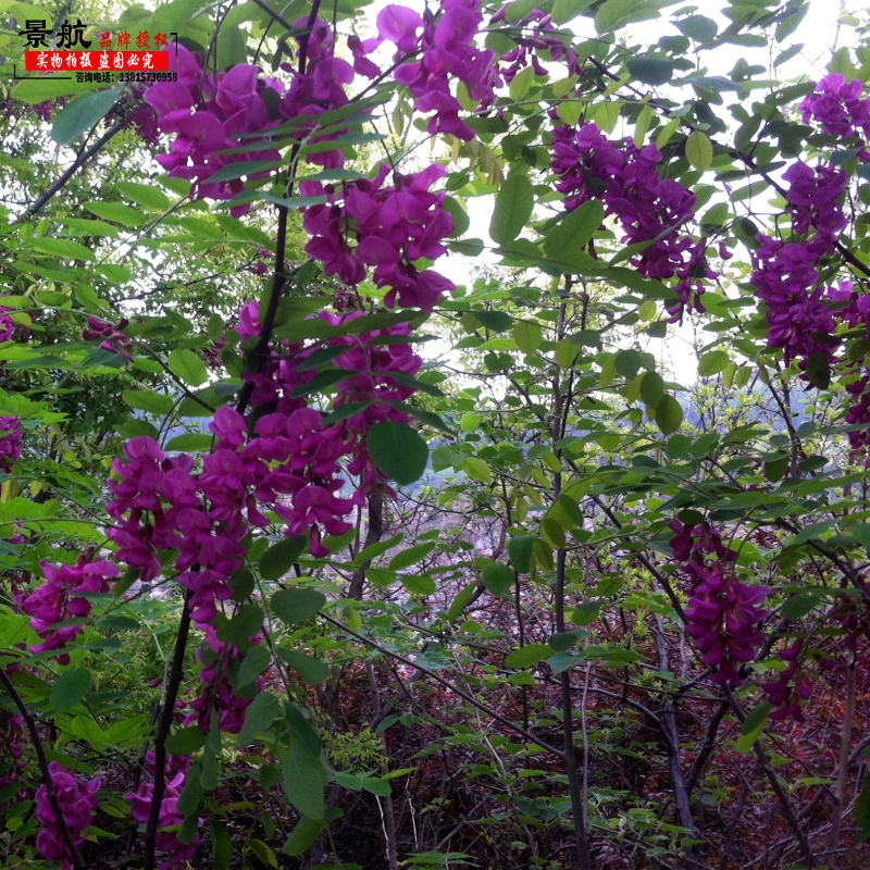 槐树苗香花槐红花槐黄花槐香花槐紫花槐黄花槐树苗彩色槐树苗-图1