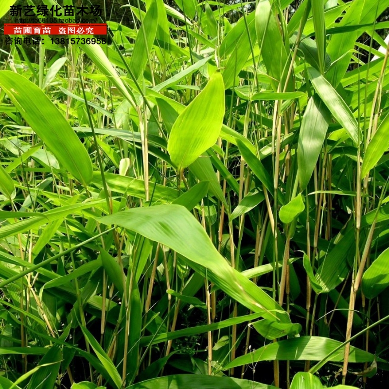 竹子苗风景墙装饰竹子箬竹 阔叶箬竹阔叶竹大叶箬竹竹苗基地直销 - 图3