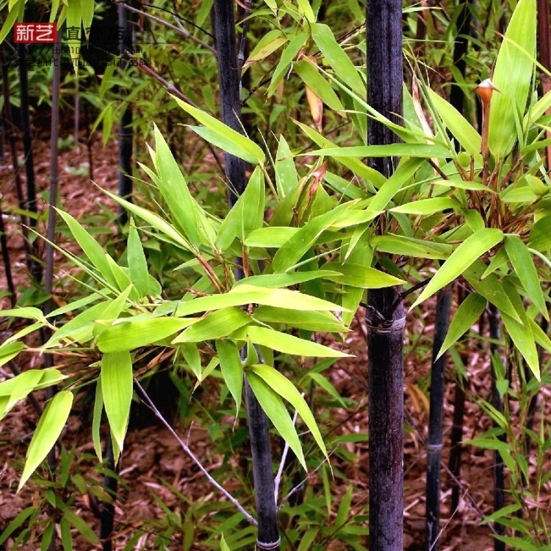 竹子苗青竹清水淡竹观叶竹适合庭院花园种植赏心悦目生机盎然 - 图2