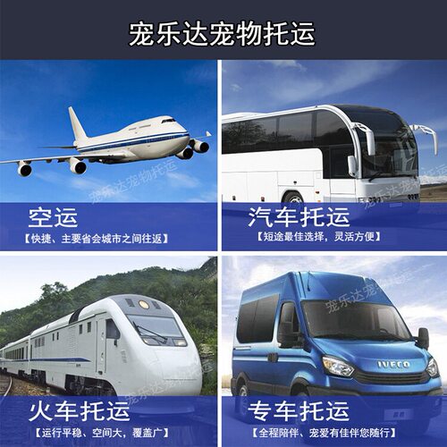 宠物托运服务猫咪狗狗兔鼠空运火车专车航空全国 - 图0