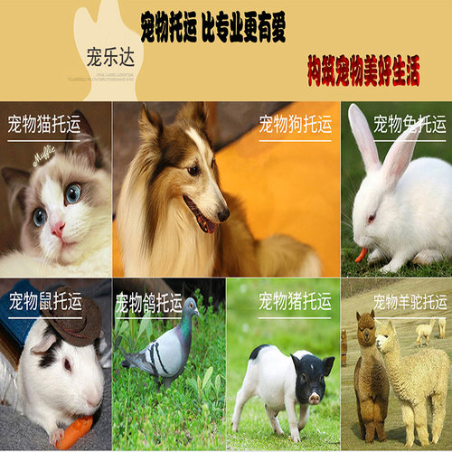宠物托运服务猫咪狗狗兔鼠空运火车专车航空全国 - 图1