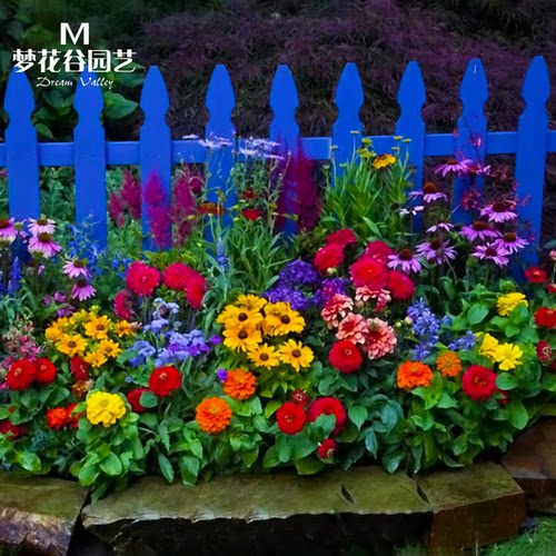 波斯菊花种子野花组合四季易活开花庭院阳台花卉种籽百日草格桑花 - 图2