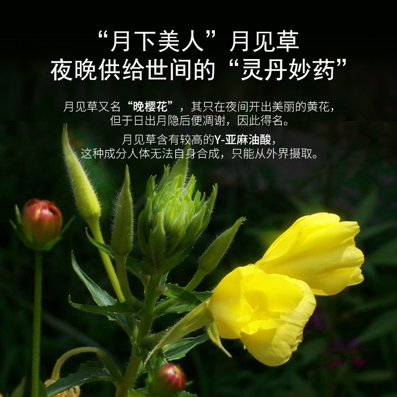 zrzr月见草油滋润植物油基础油 zrzr基底精油