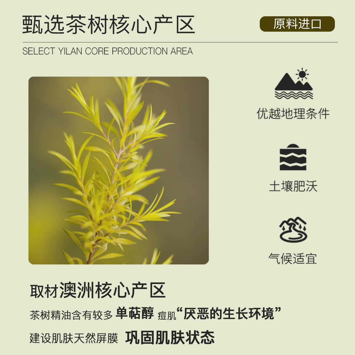 澳洲茶树10ml面部祛控油消抗痘印炎 zrzr单方精油