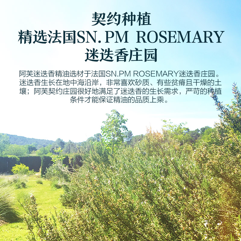阿芙官方旗舰店阿芙迷迭香精油10ml  脸部紧致面部护肤香薰按摩护发植物天然单方2
