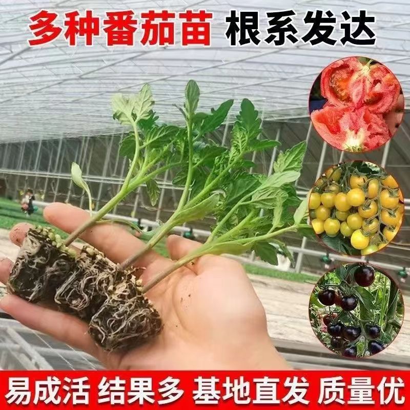 蔬菜苗瀑布马蹄老品种黑珍珠矮生水果普罗旺斯番茄秧苗阳台盆栽 - 图0