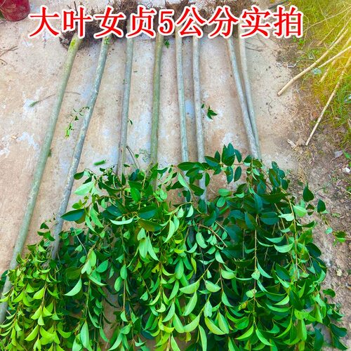 大叶女贞树苗大树高杆大叶女贞小苗庭院绿化南北方种植四季常青 - 图1