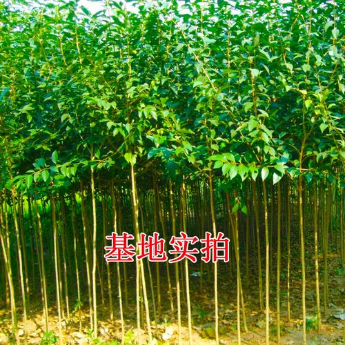 大叶女贞树苗大树高杆大叶女贞小苗庭院绿化南北方种植四季常青 - 图3