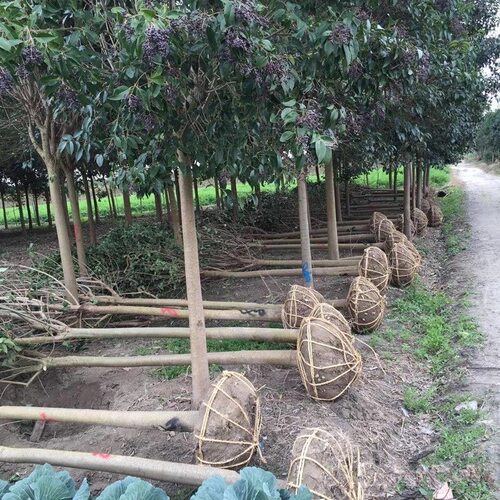 大叶女贞树苗大树高杆大叶女贞小苗庭院绿化南北方种植四季常青 - 图2