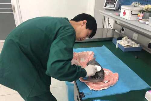 深圳宠物火化殡葬广州佛山猫咪火葬狗狗安乐动物墓地殡仪善终上门 - 图2