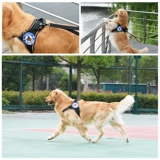 На 13 -м году задняя ремни старого магазина с большим турнирной веревкой Chukchi Big Dog Big Dog Neck