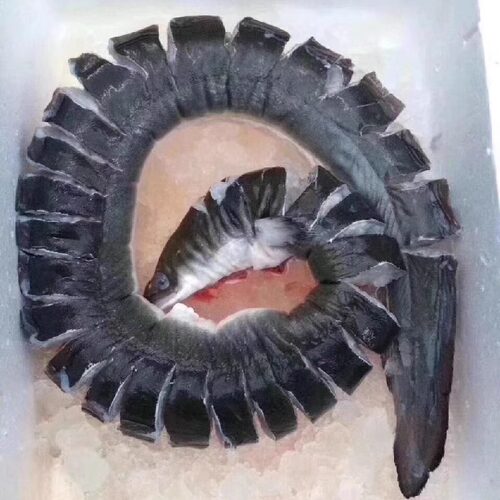 白鳝活鳗鲡青鳝白鳗河鳗鱼鲈鳗海水鳗活体花鳗蛤蟆鳗东山岛海鲜 - 图1
