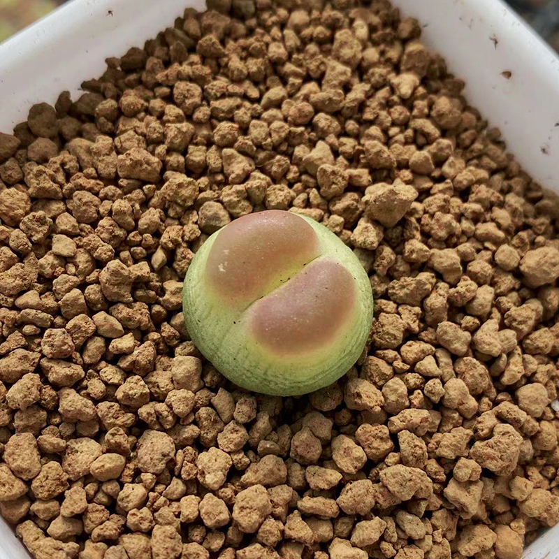 SH1200拉登三年一年苗Ratum肉锥多肉植物生石花满包邮 - 图0