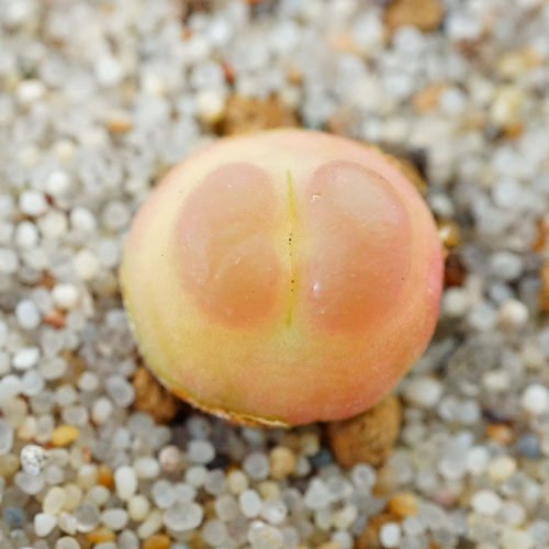 SH1200拉登两年苗Ratum肉锥多肉植物生石花满包邮 - 图1