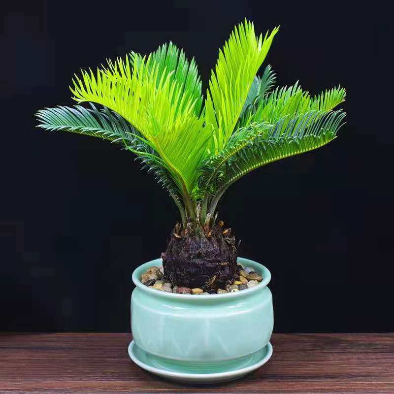 铁树盆栽苏铁盆景办公室内客厅花卉阳台四季常青好养植物桌面绿植,淘宝优惠券,粉丝福利购,淘宝优惠卷