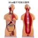 Huang He Model Human Organ Anatomy Model Teaching