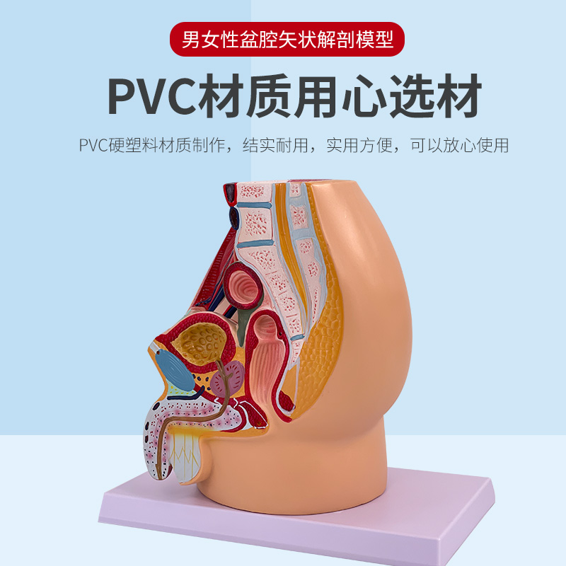 教学仿真女盆腔模型女性泌尿生殖系统标本正中矢状切人体解剖医学-图1