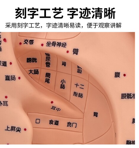 手掌按摩穴位针灸手掌模型足部反射区保健按摩手耳穴头部功能穴位 - 图0