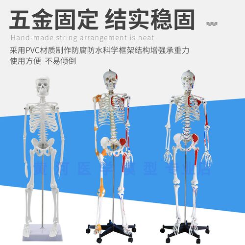 85CM人体骨骼模型 170CM骨架人体模型成人小骷髅教学模型脊椎全身 - 图0