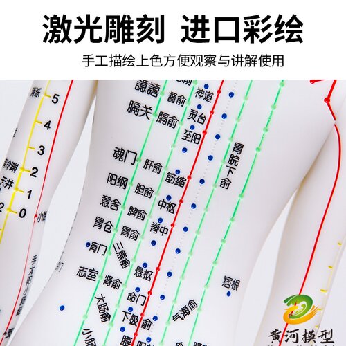 中医针灸穴位人体模型教学全身十二经络图小皮人软胶扎针练习模特 - 图0
