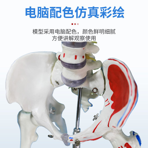 170CM医学全身人体骨骼模型骨盆瑜伽关节可拆卸解剖肌肉结构骨架 - 图2