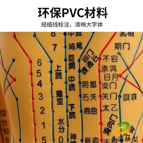 中医针灸穴位人体模型教学全身十二经络图小皮人软胶扎针练习模特 - 图2
