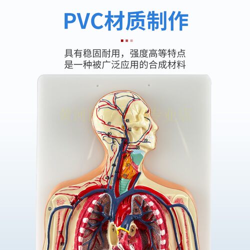 人体血液循环系统模型体肺循环心血管介入心脏解剖动静脉神经血管 - 图0