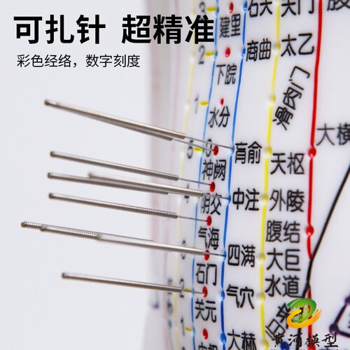 中医针灸穴位人体模型教学全身十二经络图小皮人软胶扎针练习模特 - 图1