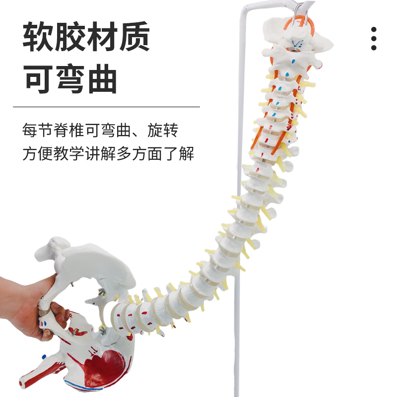 人体脊柱模型1:1成人医学正骨练习骨骼模型颈椎腰椎脊椎骨架模型-图1