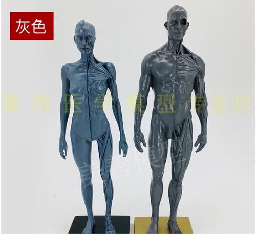 30cm艺用人体模型 肌肉骨骼解剖人体结构美术模型 CG绘画雕塑教学 - 图1
