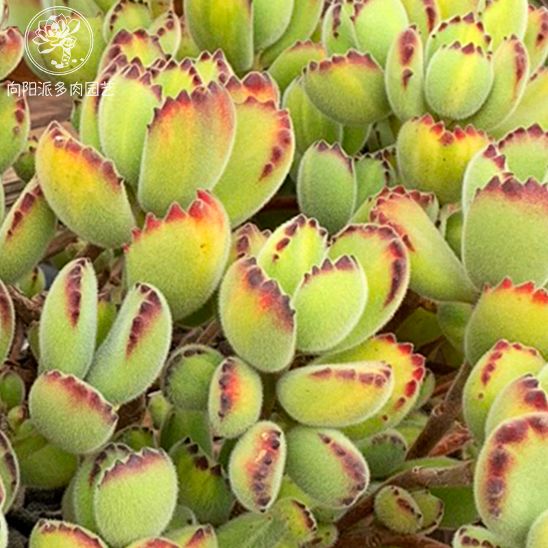 熊童子白熊黄熊绿熊熊爪掌一物一拍多肉植物老桩趣味向阳派,淘宝优惠券,粉丝福利购,淘宝优惠卷