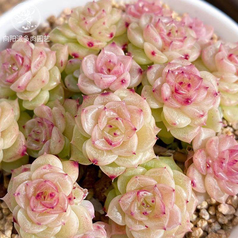 精品麦秆一物一拍油亮线边趴趴脸多肉植物小萌肉大群通透向阳派,淘宝优惠券,粉丝福利购,淘宝优惠卷