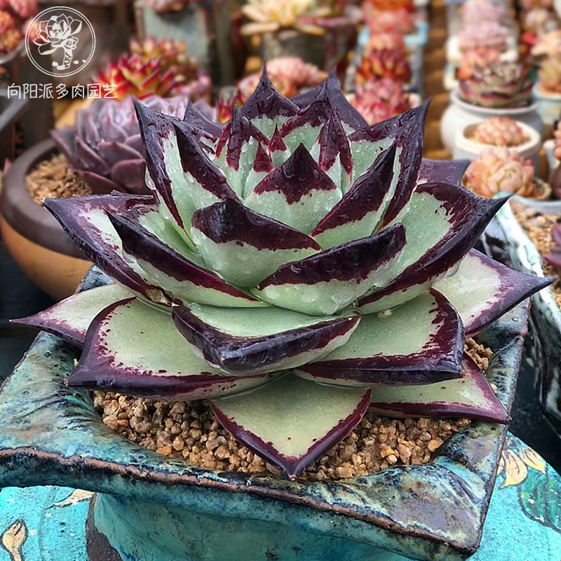 霸气乌木黑檀汁热门东云多肉植物包邮一物一拍大株向阳派