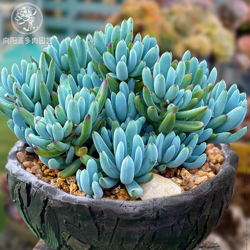 蓝松一物一拍精品稀有天蓝色芳香多肉植物好养度夏老桩花卉向阳派,淘宝优惠券,粉丝福利购,淘宝优惠卷