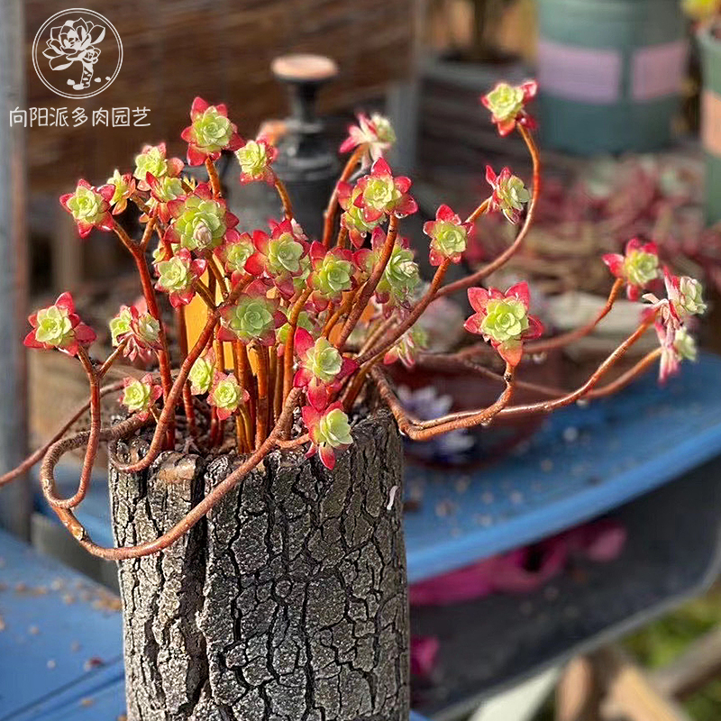 圆叶薄化妆精品造型一物一拍老桩多肉植物仙气绿植花卉向阳派园艺 - 图2