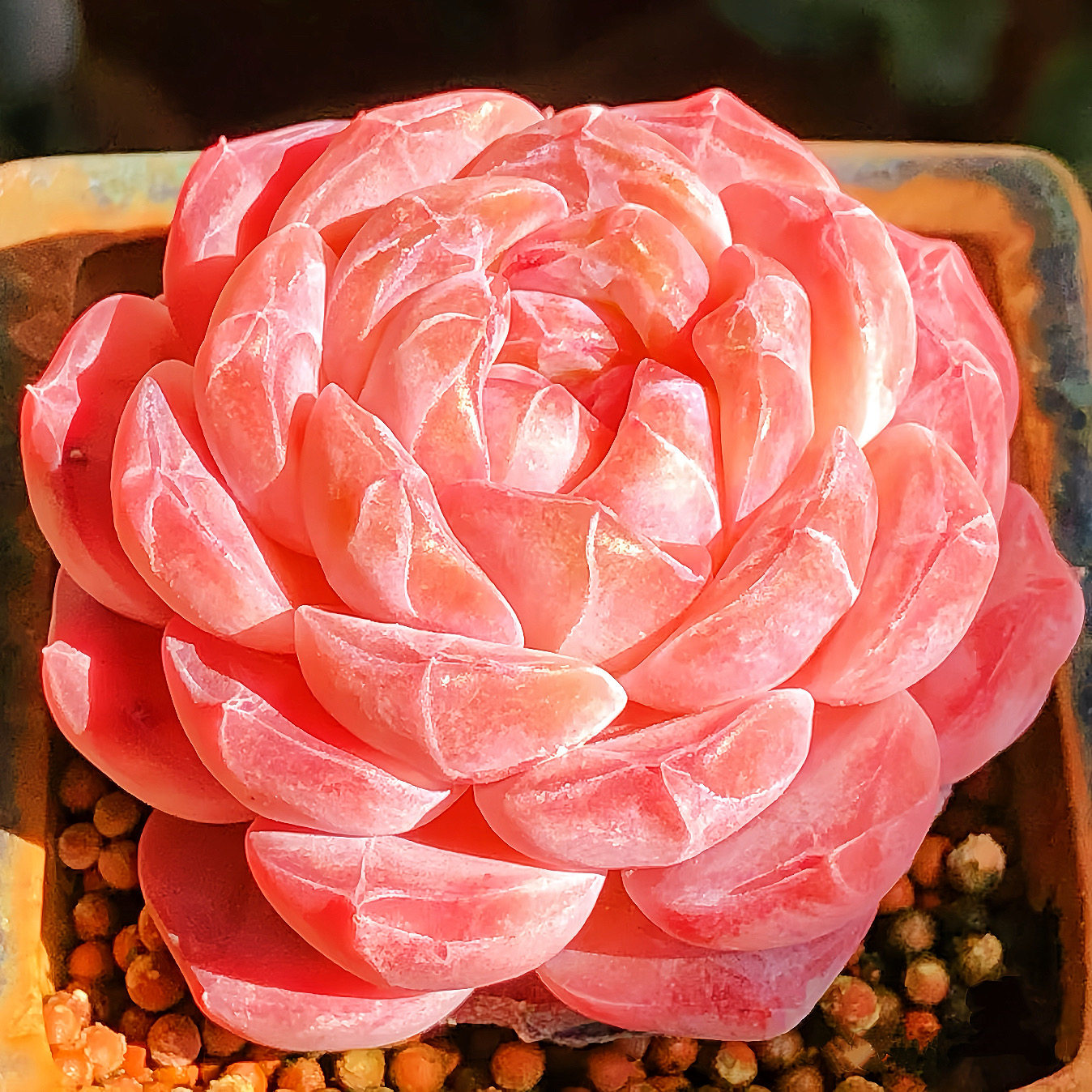 云南精品红琥珀糖心多肉植物一物一拍带盆栽好小萌肉暗纹向阳派,淘宝优惠券,粉丝福利购,淘宝优惠卷