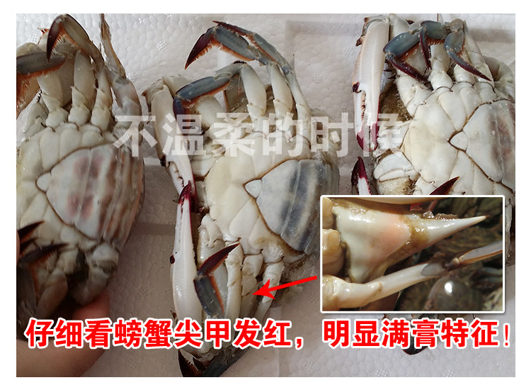 潍坊羊口咸蟹子酱蟹梭子蟹腌飞蟹生吃醉蟹呛蟹即食 莱州腌蟹咸蟹,淘宝优惠券,粉丝福利购,淘宝优惠卷