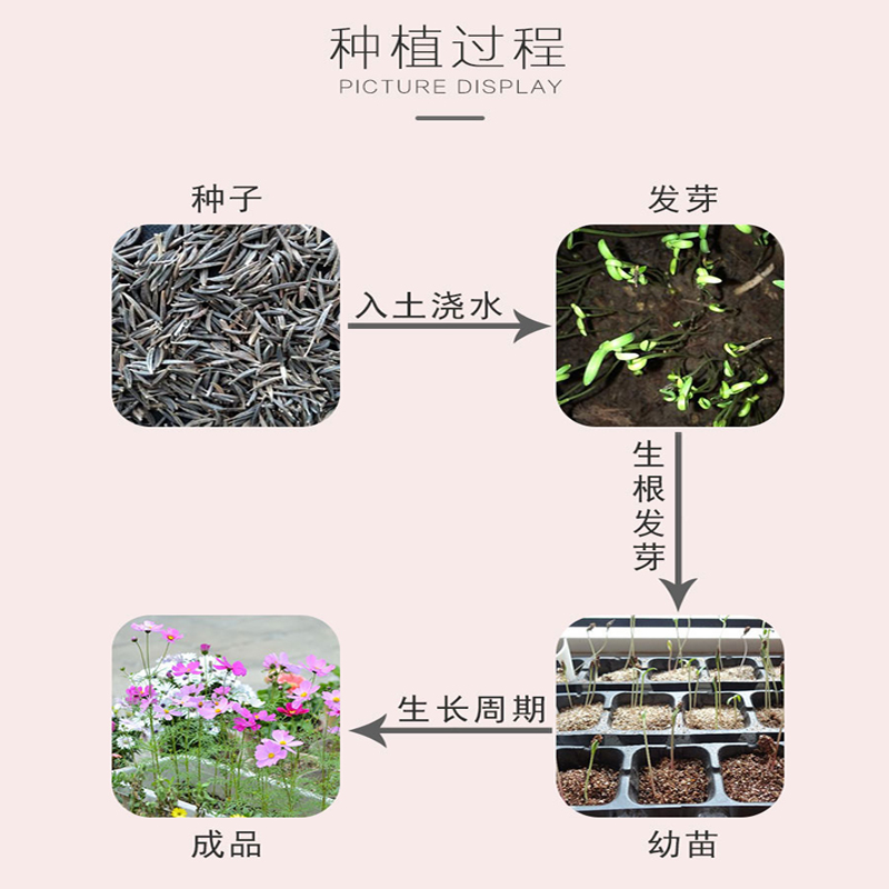 花种子小学生种植套餐观察实验蔬菜种子套餐满天星向日葵玫瑰盆栽 - 图2