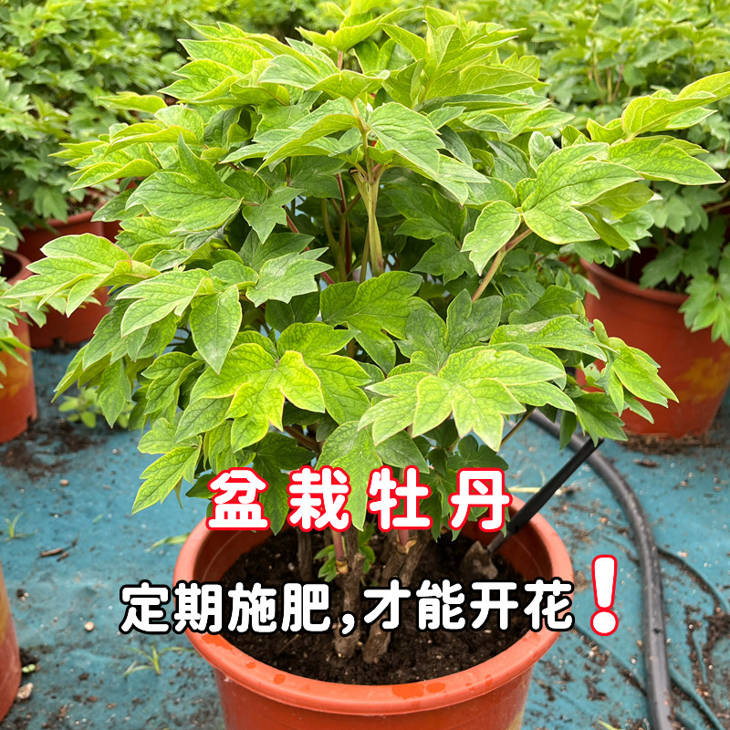 牡丹花肥料专用肥 花前肥 花后肥 过夏肥 过冬肥牡丹芍药通用肥料 - 图0