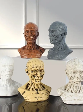 工艺品素描医学模型摆件仿古白连体头骨树脂骷髅头肌肉石膏像教学