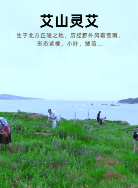 天一混元端午野生艾叶