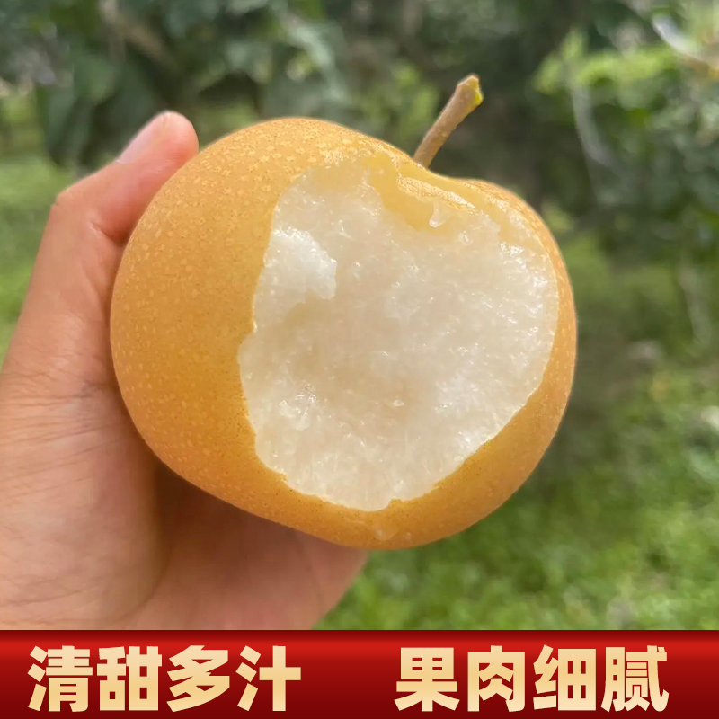 新疆阿克苏秋月梨新鲜梨子现摘现发应季水果脆甜多汁大果皮薄肉厚,淘宝优惠券,粉丝福利购,淘宝优惠卷