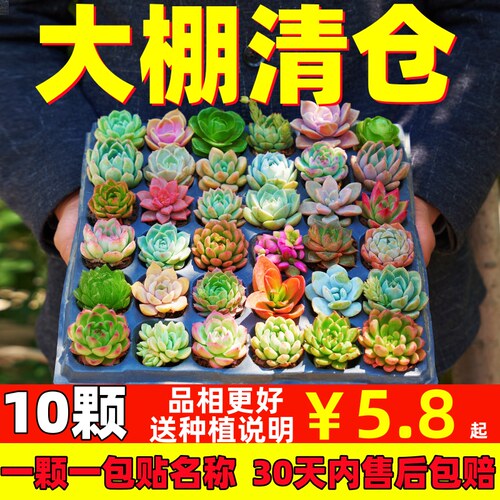 多肉植物组合精品盆栽套餐 阳台室内花卉小盆栽懒人绿植 基地直发 - 图0
