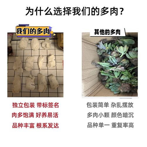 多肉植物组合精品盆栽套餐 阳台室内花卉小盆栽懒人绿植 基地直发 - 图1