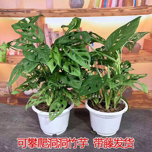 洞洞芋龟背竹盆栽开背室内桌面绿植客厅吸甲醛耐旱观叶植物易养活 - 图0