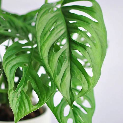 洞洞芋龟背竹盆栽开背室内桌面绿植客厅吸甲醛耐旱观叶植物易养活 - 图1