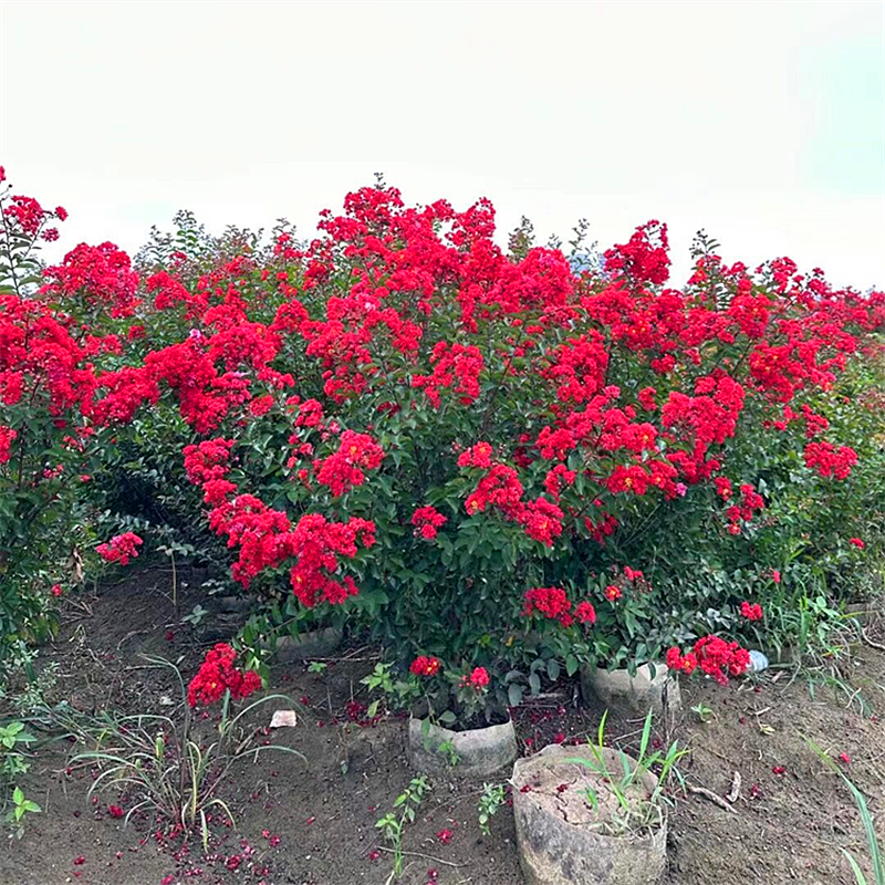 红花紫薇苗美国红火箭盆栽庭院大型老桩耐寒风景树丛生紫薇花树苗-图1