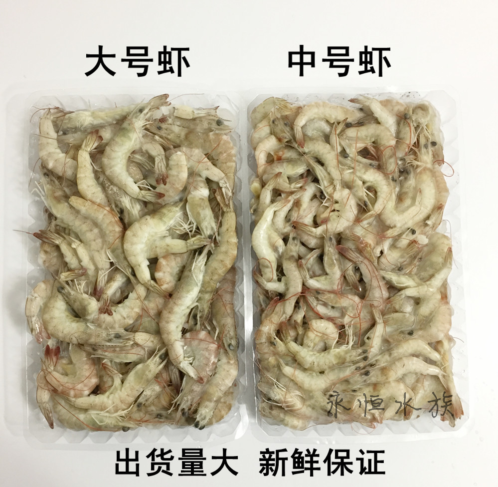 新鲜冷冻泥鳅鱼食单冻小河虾虾仁泥鳅段麦穗丁鱼龙鱼虎鱼冰冻饲料-图2