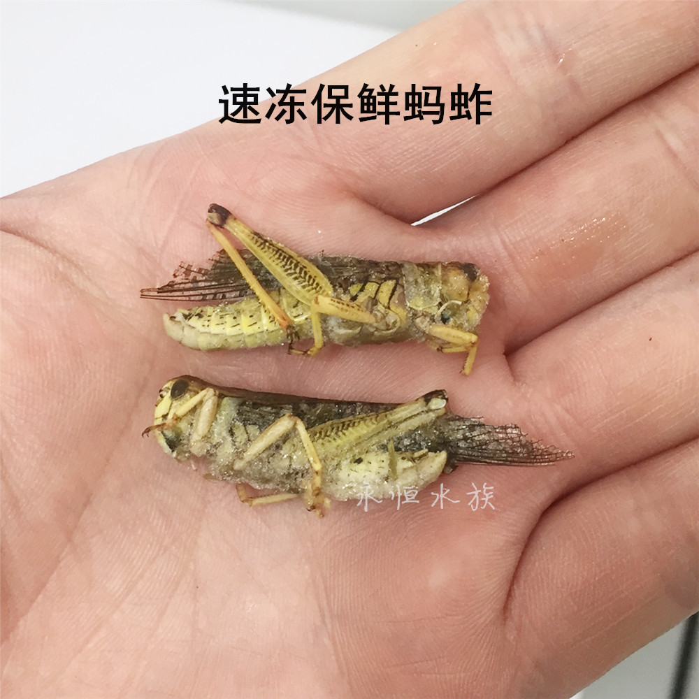 冷冻保鲜蚂蚱蟋蟀杜比亚蟑螂龙鱼饲料冰冻昆虫冻虾补钙发色-图0