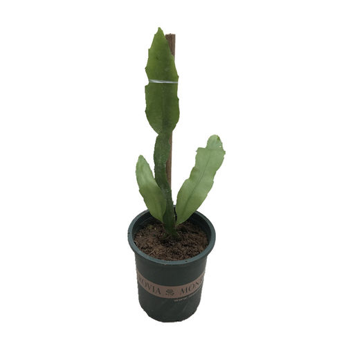 昙花盆栽 多肉植物 室内花卉绿植 孔雀兰琼花苗不带花苞月下美人 - 图3
